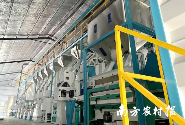 产业园实施主体之一,广州市从化区宇从农机专业合作社内建起的谷物加工中心生产车间。 产业园实施主体之一,广州市从化区宇从农机专业合作社内建起的谷物加工中心生产车间。