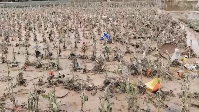 直击梅州平远一线，经济作物被淤泥浸泡，村民称损失惨重