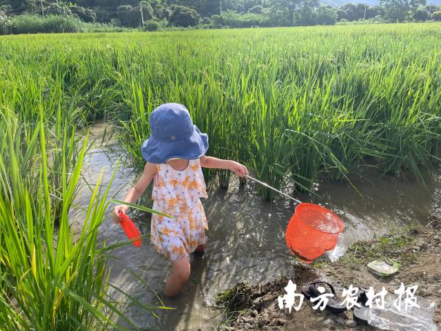 在南方报业农业公园稻田里抓鱼虾的小朋友。资料图。