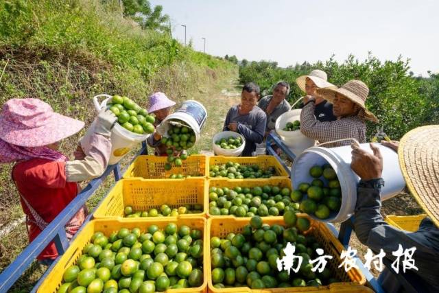 眼下，正值新会柑采收旺季。