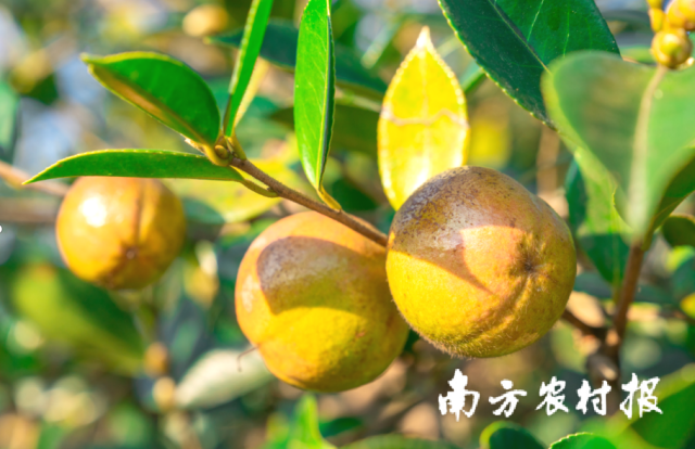 61.7万亩油茶林金果满枝！“广西油海”三江侗族自治县油茶迎丰收！