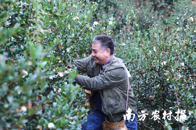 深秋时节，采摘油茶果是侗乡独特的丰收景象。