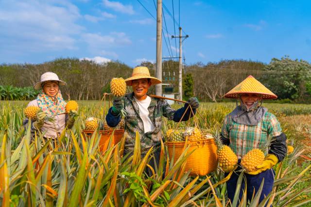 “12221”市场体系帮助徐闻菠萝打开国内外市场。