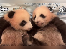 港产大熊猫龙凤胎近况披露:开始学爬行,元宵节将与公众见面