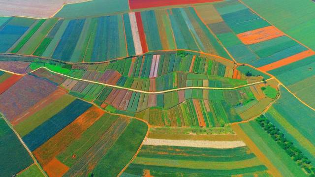 徐闻“菠萝的海”