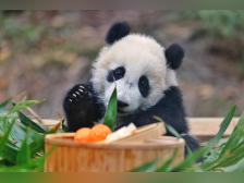 熊猫宝宝在广州怎么过春节？一言不合就是“酷酷炫”