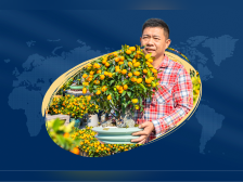 年味里的广东年桔畅销密码：海内外需求旺，寓意吉利扮靓各地