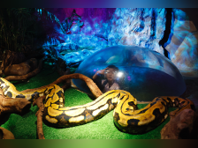 新年看蛇行好运！动物园区蛇蛇出洞，有点凶凶有点萌