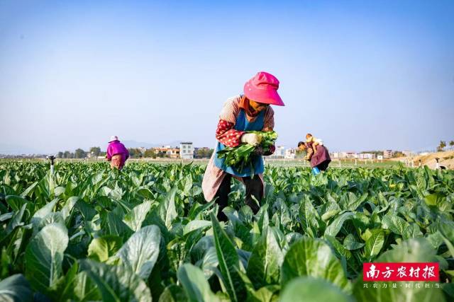 怀集蔬菜种植基地 吴秒衡 摄