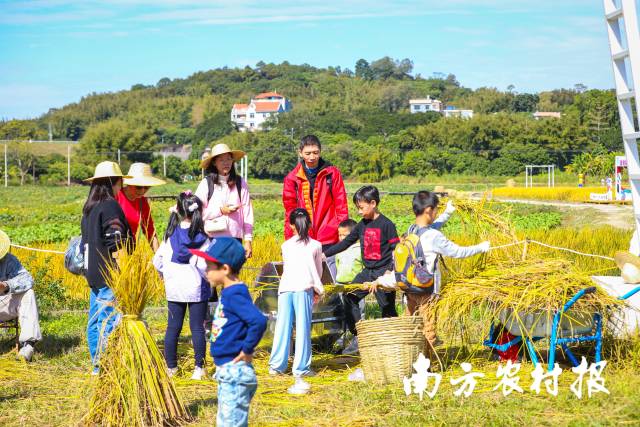 广东粮食安全守护者行动通过线上线下守护稻田。吴秒衡 摄
