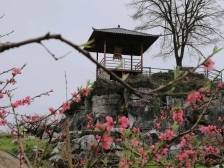 东江快评丨连平桃花周：农文旅体赋能