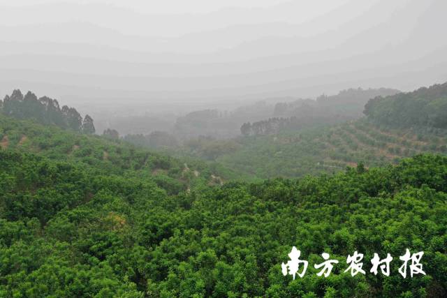 化州市漫山遍野种植化橘红。 化州市漫山遍野种植化橘红。