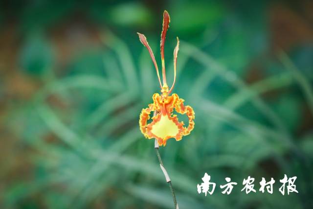 “父親節(jié)專(zhuān)屬之花”——“齊天大圣”,。  南方農(nóng)村報(bào) 吳秒衡 拍攝
