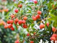 2025广东荔枝营销启幕，遂溪乌塘“仙品荔”领跑“第一棒”