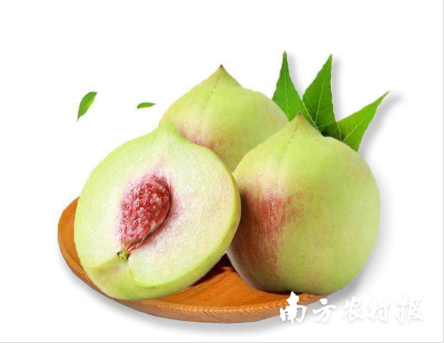 河源连平鹰嘴蜜桃产业模式，入选2024年度广东“基层改革创新举措”