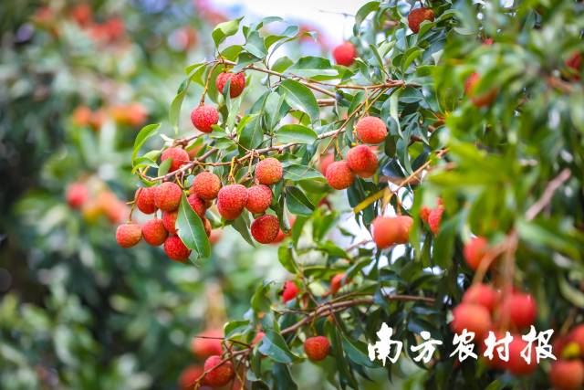 遂溪乌塘仙品荔