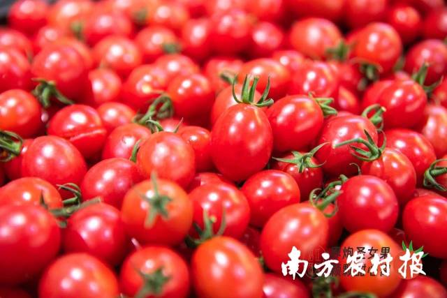 界炮圣女果素来以品质上乘、鲜嫩多汁、皮薄肉脆闻名。