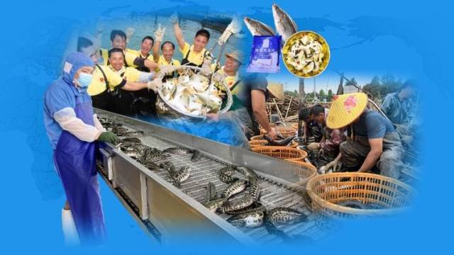 深化国内电商合作！关税冲击下广东水产业延伸价值增添新动力