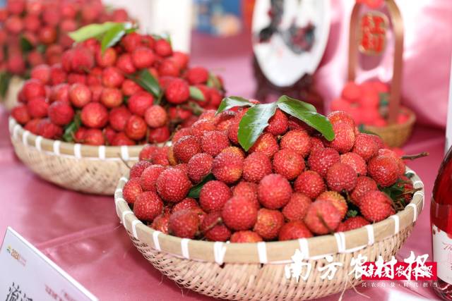 从化荔枝优品辈出，图为晚熟的流溪红荔。