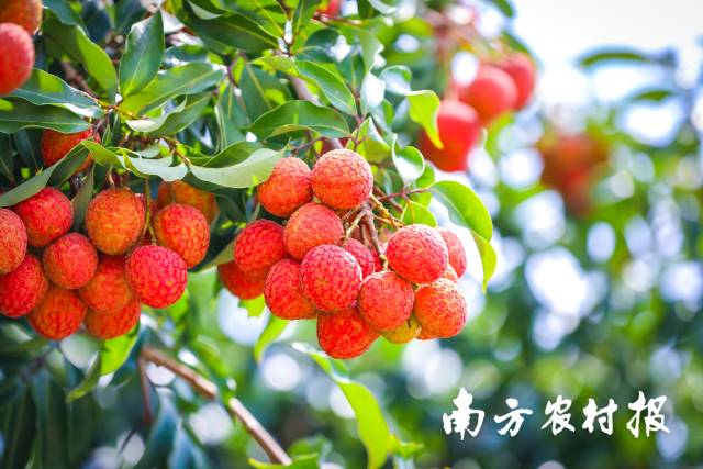 南方农村报 吴秒衡 拍摄