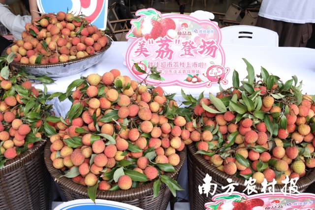 仙品荔早熟、清甜、不上火，在越秀区美“荔”登场