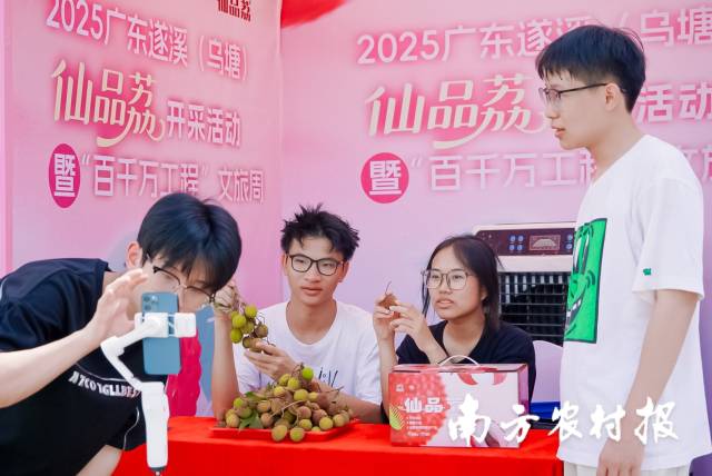 5月15日，2025广东遂溪（乌塘）仙品荔开采活动暨“百千万工程”文旅周在湛江市遂溪县乌塘镇新屋村举行，跑好今年广东荔枝营销的第一棒。（张文捷 摄）  