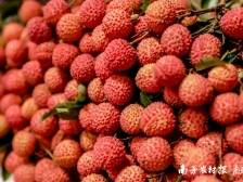 阳江力推“富硒”荔枝，中山打造“城市风景线”丨“百千万”周周见