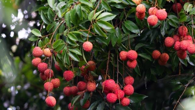 省农业科技特派员发明荔枝蒂蛀虫预测新方法，推广面积超百万亩