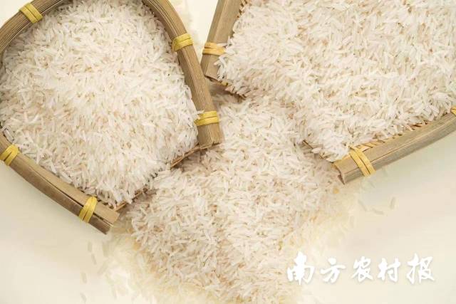 增城丝苗米的拳头新品增科新选丝苗1号大米。