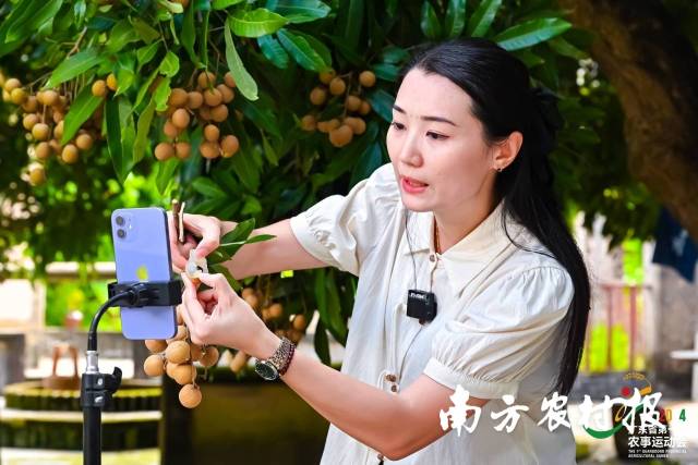 村播选手积极直播推介高州龙眼。