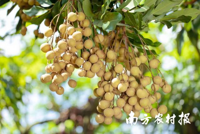 南方农村报 郑建斯 拍摄