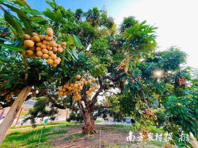 储良龙眼母树。南方农村报记者 蓝东旭 摄