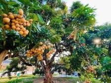 深挖药食价值，共筑产业高地！高州龙眼盛会27日启幕