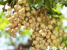 响应茂名会议精神，高州龙眼产业迈向 “双提升”