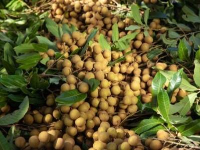 高州市发布《2025高州龙眼高质量发展十大措施》