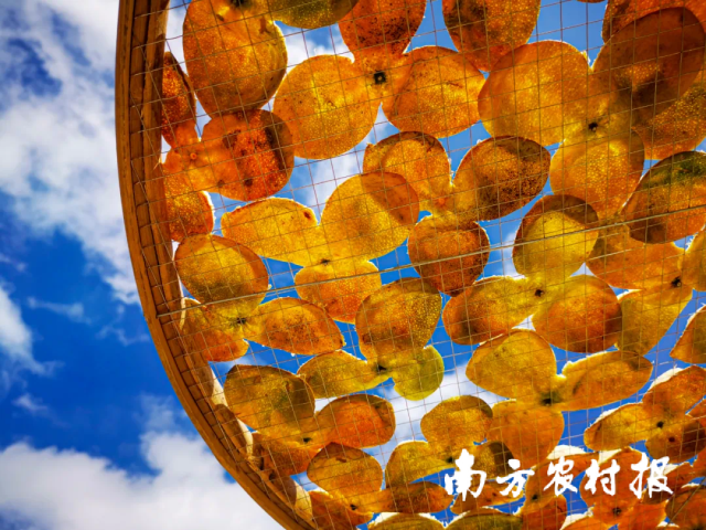 新会陈皮如今已是江门产业振兴的金名片。