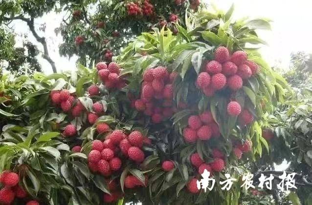 新兴香荔，盛夏之时蝉鸣荔熟也是新兴一道靓丽的乡村风景。