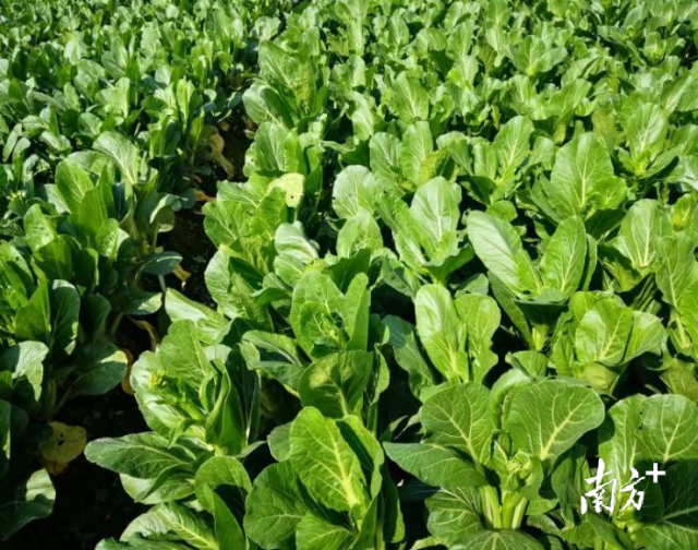 预计仍有暴雨!肇庆多个景区闭园、部分公交线路临时暂停运营→