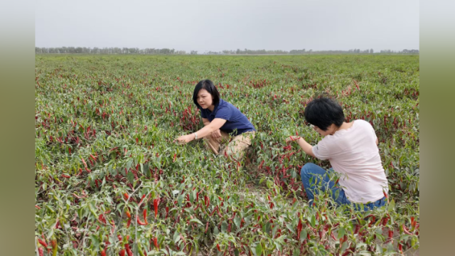 辣椒地里的援疆故事：广东企业带动种植户亩均利润达两千