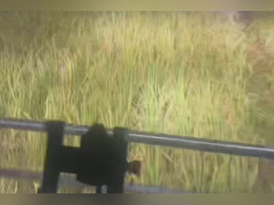 连线台风前抢收200亩水稻的吴川农机手:很及时,没有提价