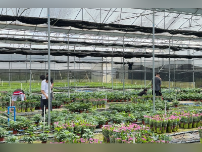 对话自制防风棚应对“桦加沙”的广东农场主:已有过成功经验