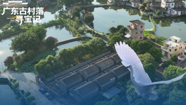 广东这个村被誉为“打鸟地标”，为何白鹭偏爱这座岭南水乡？