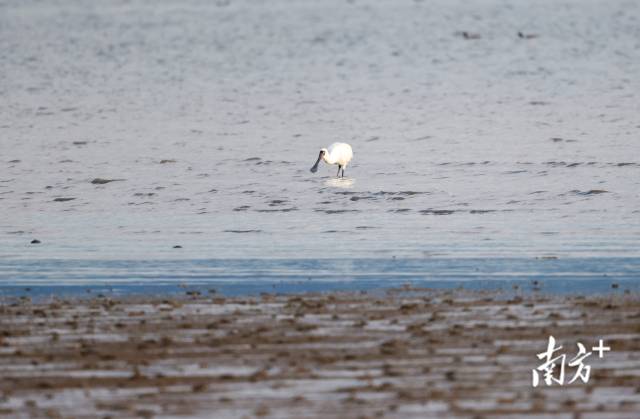 深圳湾水域，黑脸琵鹭在海边捕食。 南方+记者 鲁力 摄