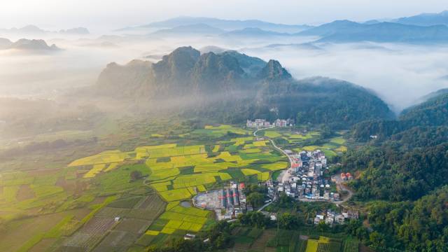 秋末时节，广东清远市英德黄花镇黄朝江村，晨雾朦胧稻谷黄，秋色乡野如画卷。南方+拍客 陈国权 摄