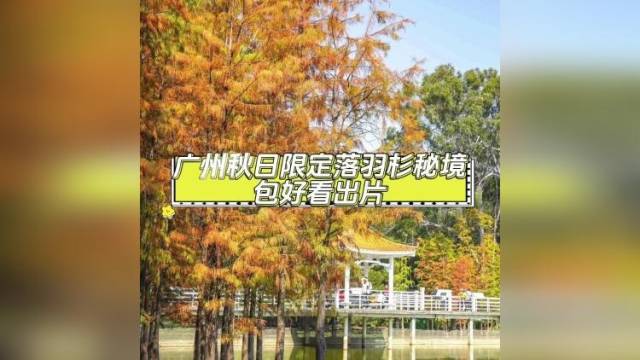 广州的秋天，落羽杉怎么能少！ 这些地方落羽杉将C位出道