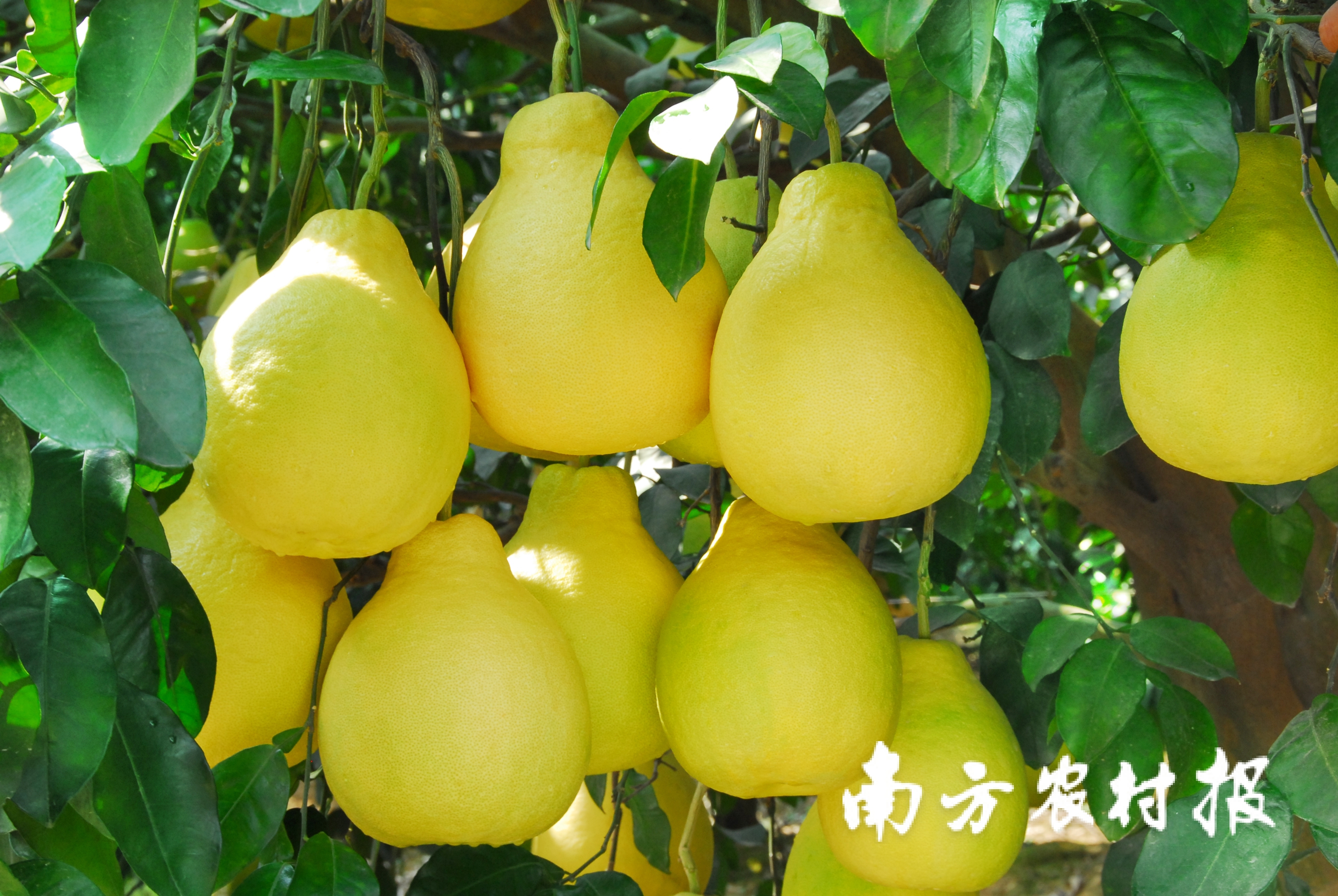 梅州金柚缀满枝头。美廣