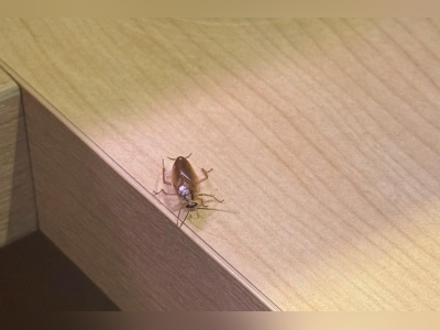 寿司郎回应就餐突现蟑螂:确认消杀工作严格按标准和频率执行