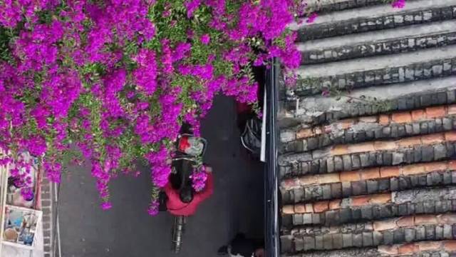 遇见潮州湘桥美景：花在城中，城在花中