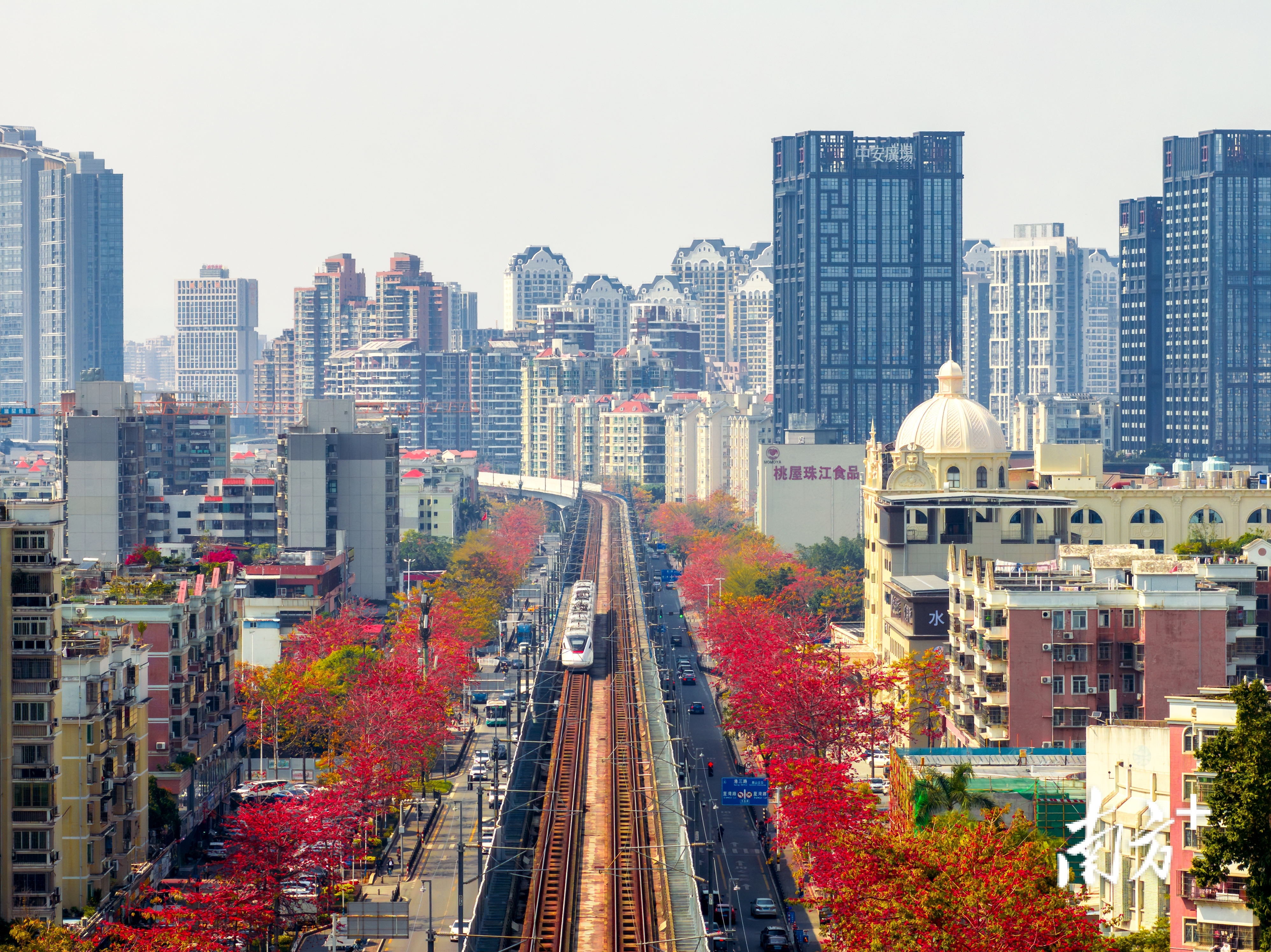 3月，珠海市拱北桂花南路，木棉花开得正盛。南方+拍客 陈烁明 摄