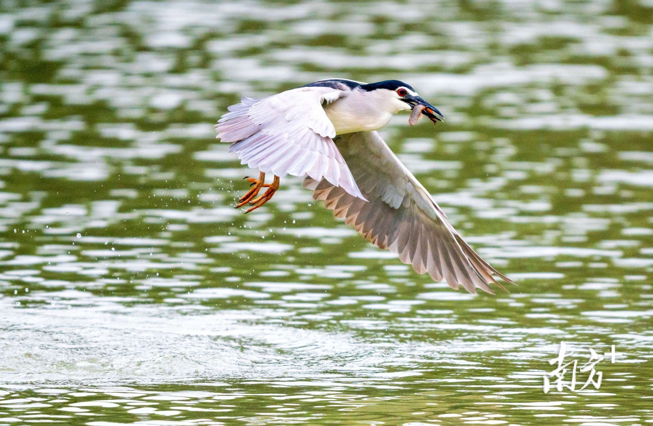 珠海市白莲洞公园 ，鹭鸟们在湖面飞行盘旋捕鱼。南方+拍客 麦志豪 摄